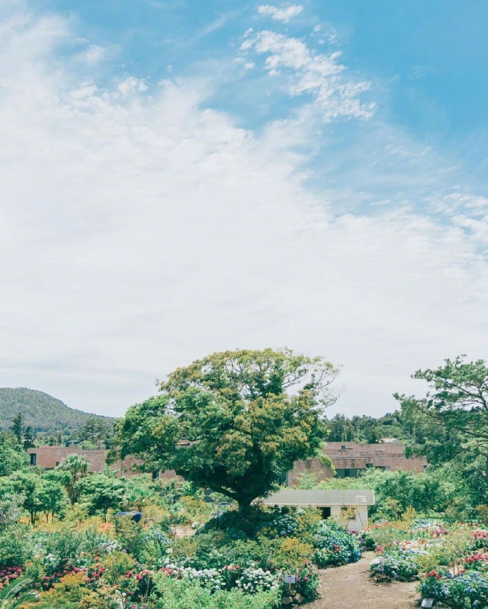 漫步夏日紫阳花花园写真图片