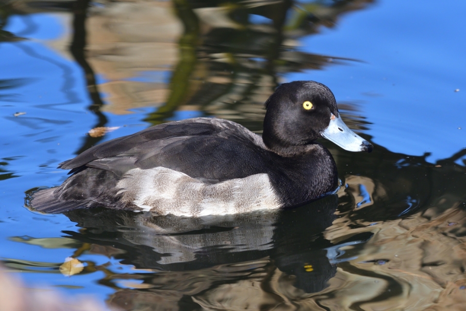 自然湖泊湖面游泳野生黑白鸭子