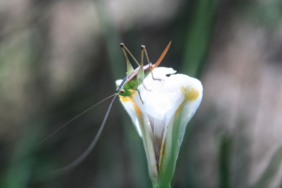 微距摄影_虚化背景户外白色花朵植物上绿色螳螂