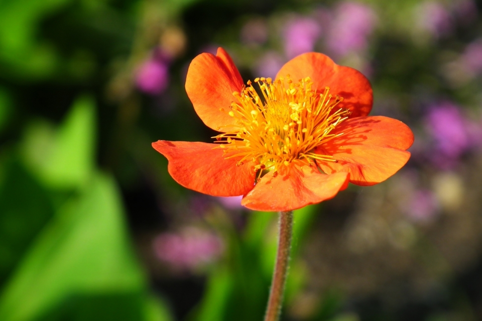 虚化背景阳光花园橙色花朵自然植物