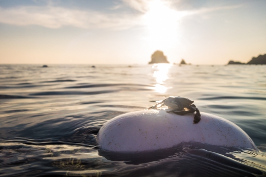 阳光自然大海白色漂浮物螃蟹