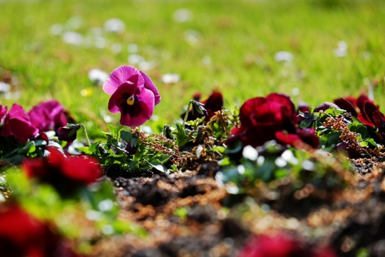 阳光自然草坪红色花朵浪漫植物
