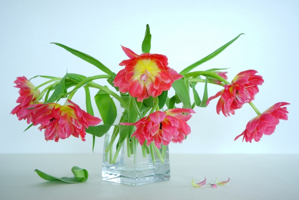 室内桌面玻璃花瓶中红色花朵自然植物