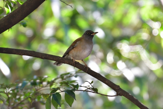 阳光户外自然树木树枝鸟类动物