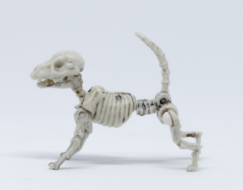 白色背景犬类动物骷髅骨架模型