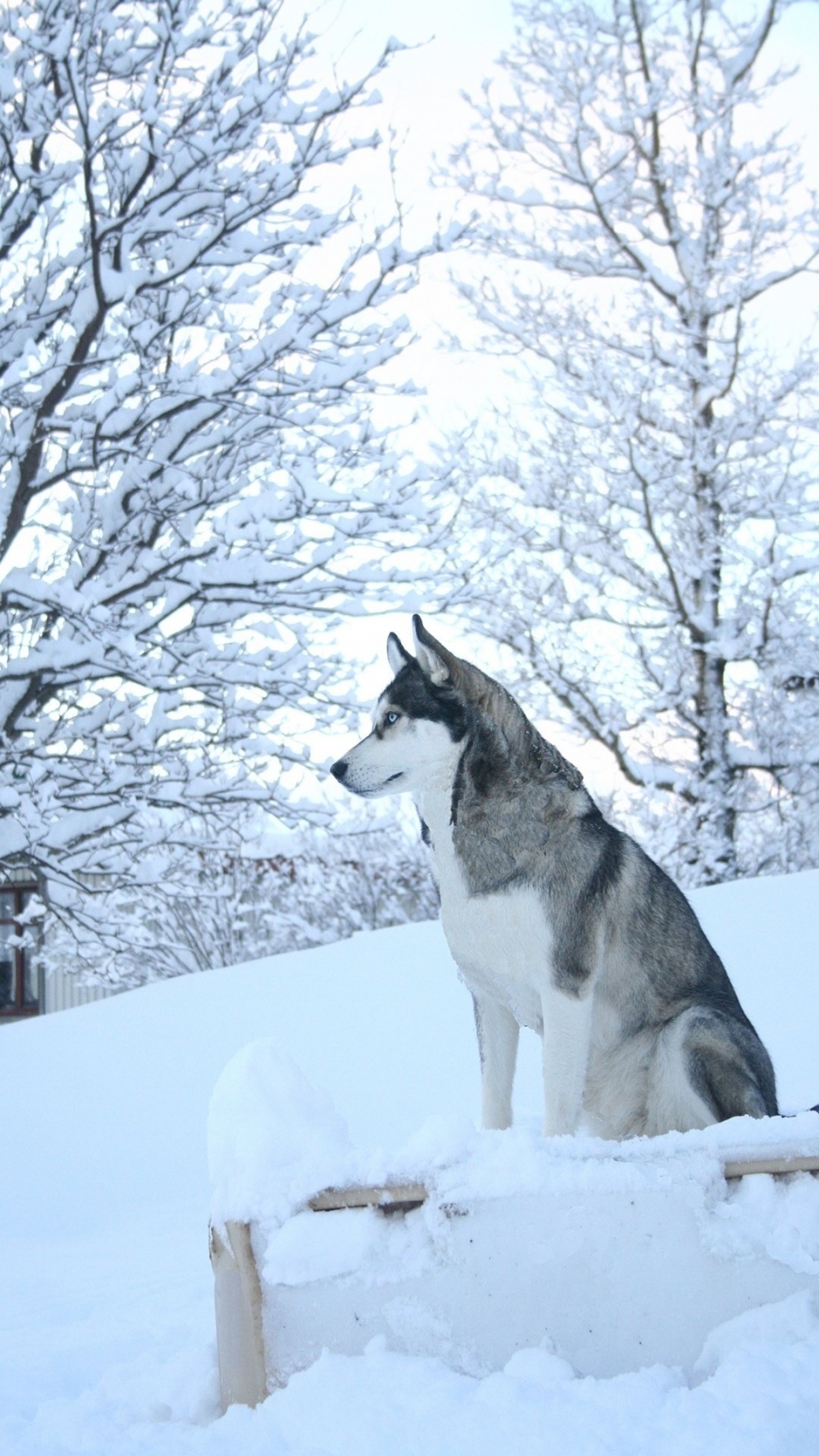 雪地里的野生动物写真