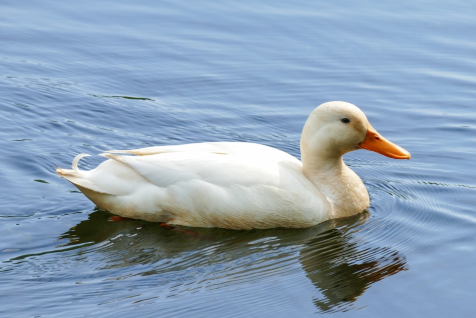 自然湖水水面上橙色喙白色鸭子