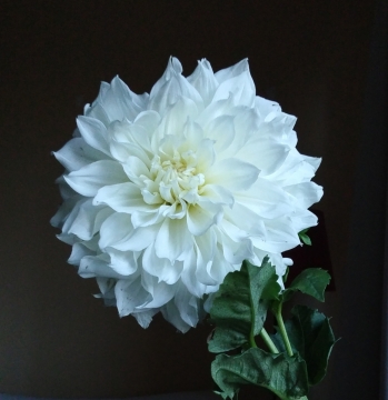 黑色背景白色花朵绿色叶子大丽花自然植物