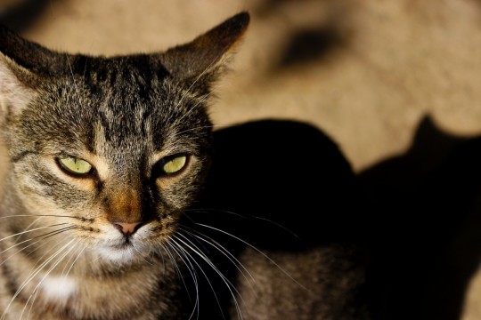 一只眼生坚定的帅气喵星人