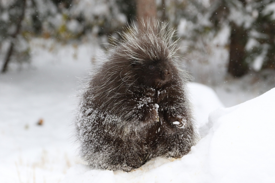 雪地中翻滚玩耍的小动物