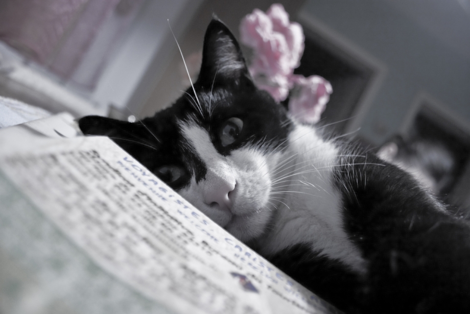 摄影基础_室内桌面上可爱黑白宠物猫