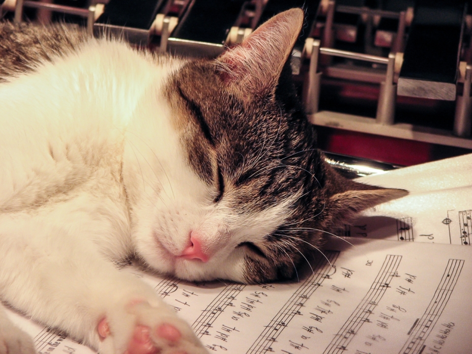 在乐谱上睡着的可爱宠物小猫咪