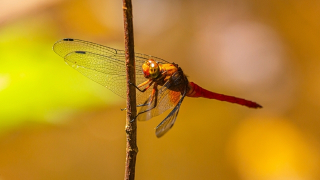 蜻蜓无水印电脑桌面高清壁纸图片