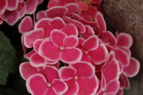 虚化背景户外红色花朵自然植物