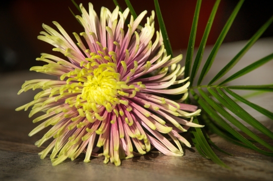 室内木制桌面自然黄色花朵绿色叶子菊花