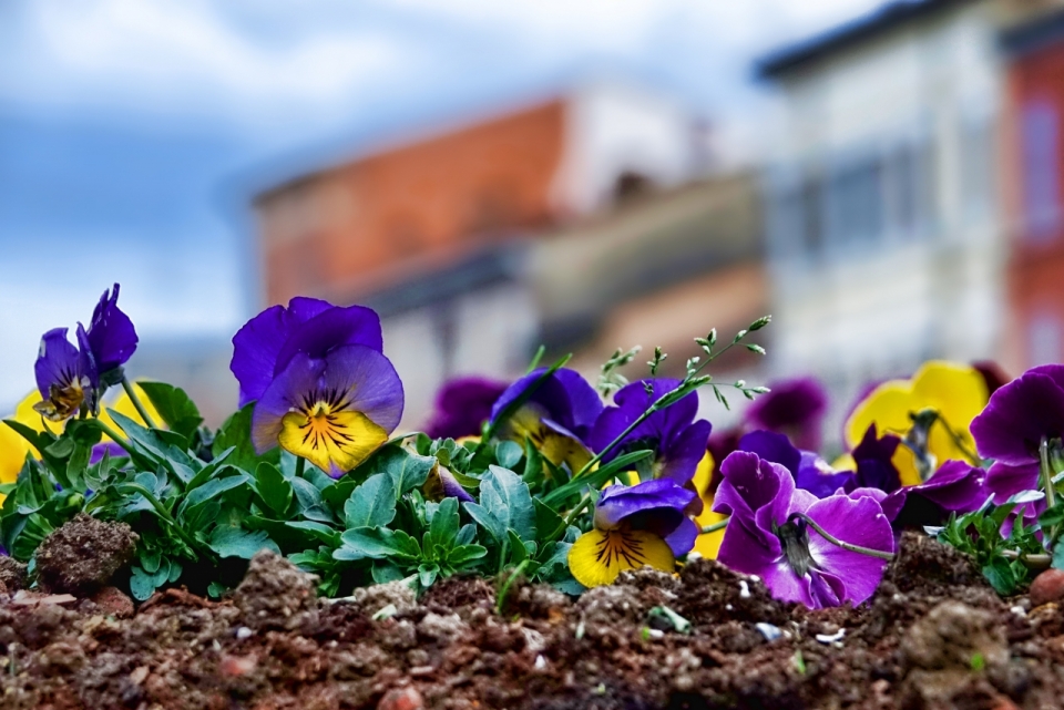 虚化背景城市街道土地紫色花朵植物