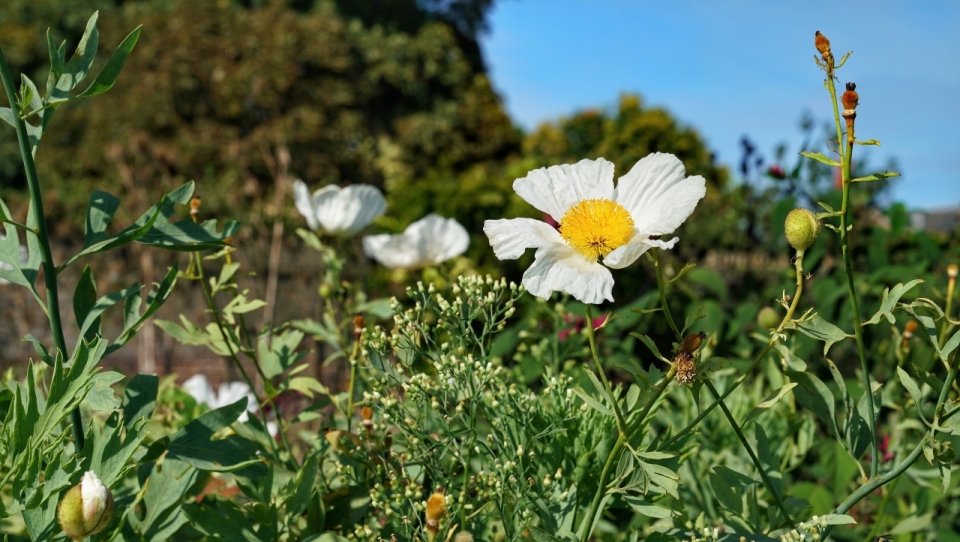 阳光户外自然草坪清新白色花朵植物