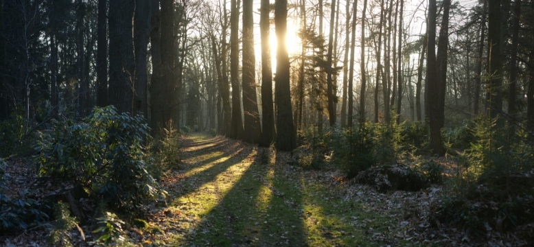 风光摄影_透过茂密树林明媚阳光外景