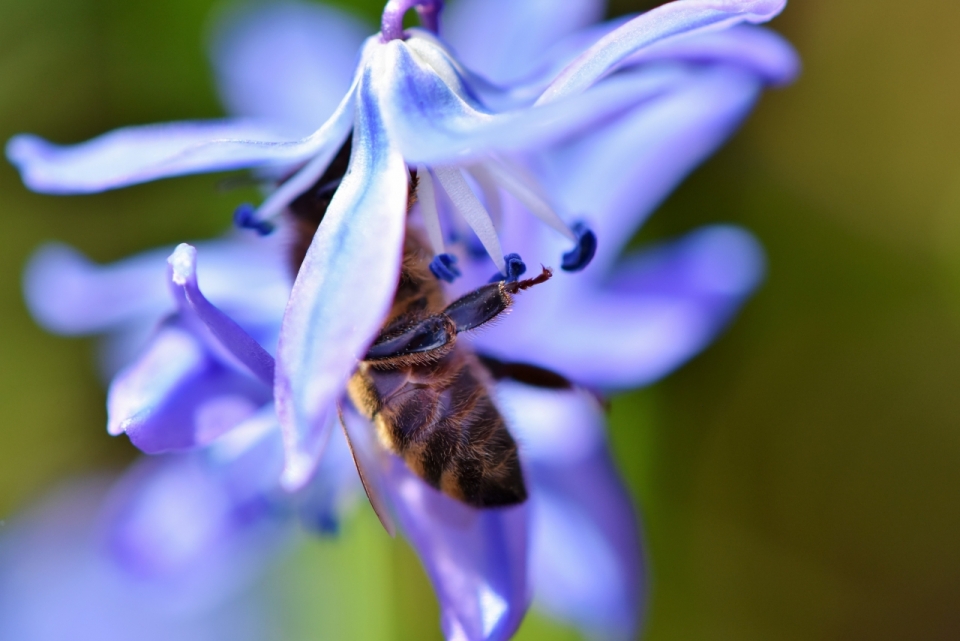 虚化背景户外自然紫色花朵间蜜蜂