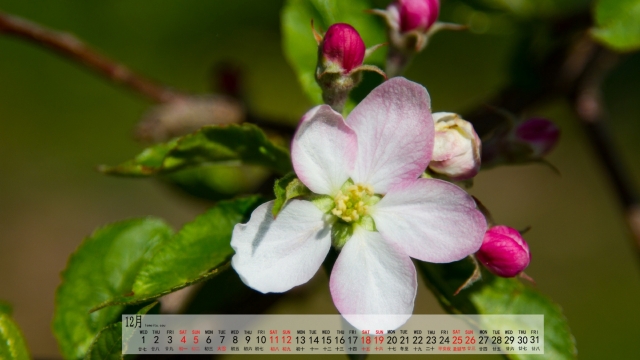 2021年12月苹果花自然风光优美风景高清日历壁纸
