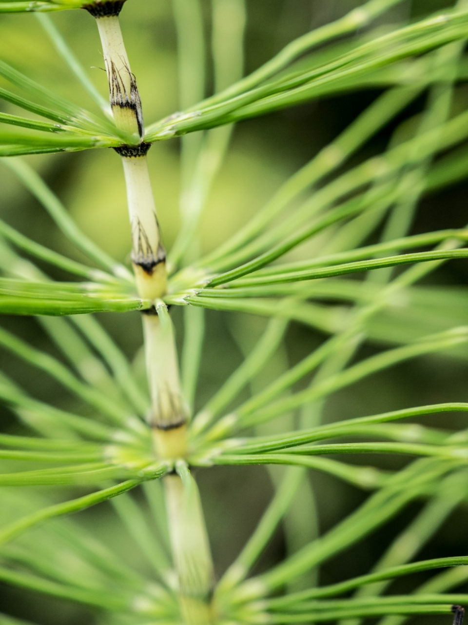 竹子状绿色植物微距植物摄影