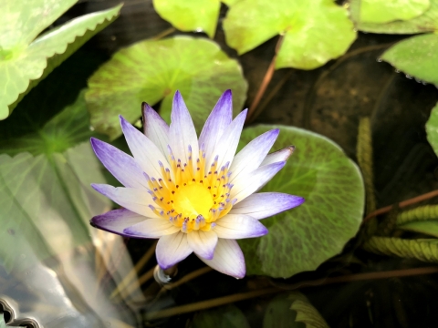 户外园林建筑池塘淡紫色睡莲植物