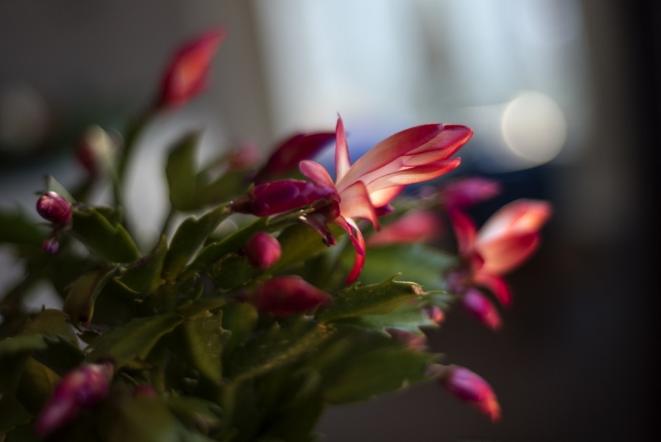 微距摄影_绿枝上的红色蟹爪兰花