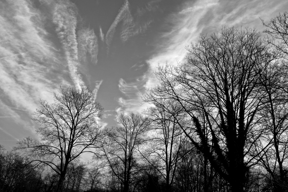黑白风格枯树林仰拍风光