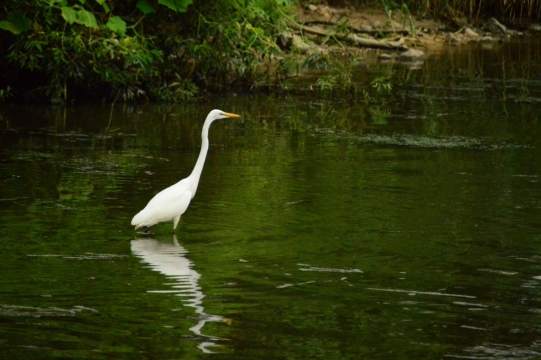 站在小溪中远望前方的白鹭