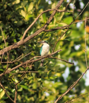 户外自然树木树枝彩色野生鸟类动物