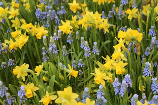 户外自然黄色紫色花朵绿色叶子植物