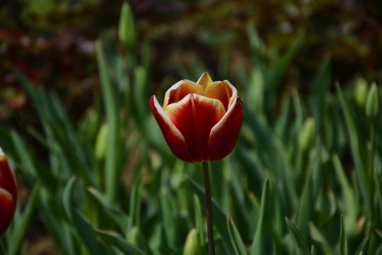 阳光户外自然绿色枝叶橙色花朵植物