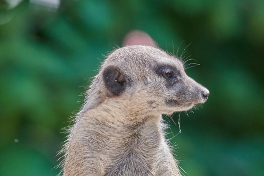 虚化背景自然户外野生猫鼬动物
