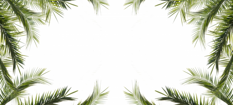 白色背景绿色树木叶子自然边框