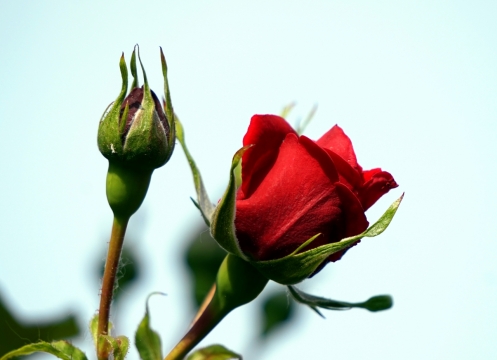 蓝色天空自然红色花朵绿色枝叶玫瑰植物