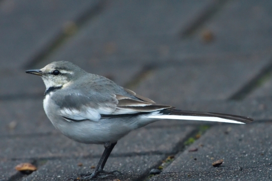 城市街道地面野生鸟类动物