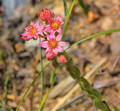 虚化背景户外自然粉色花朵绿色叶子植物