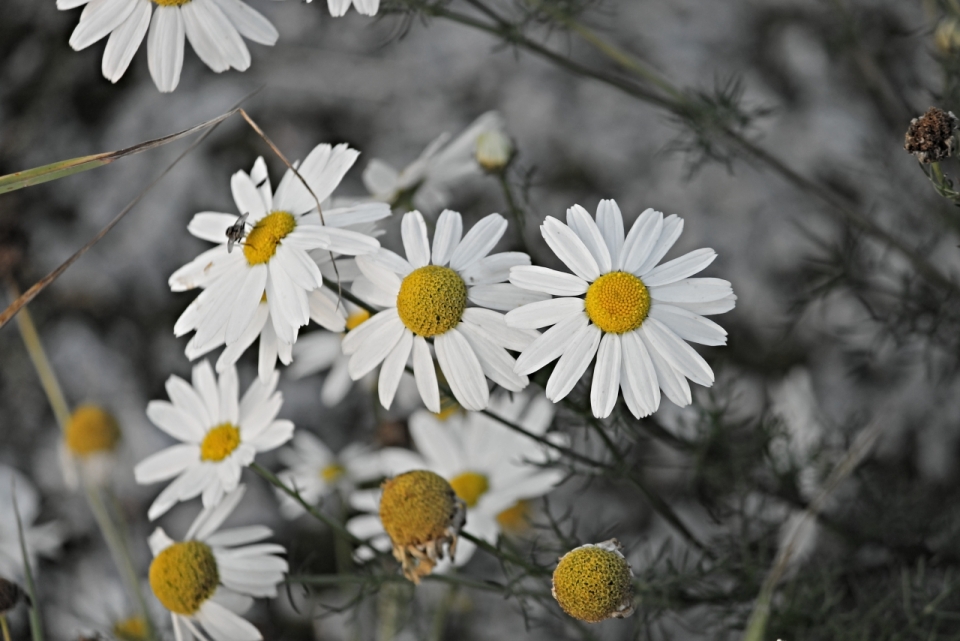 户外小清新自然白色花朵雏菊植物