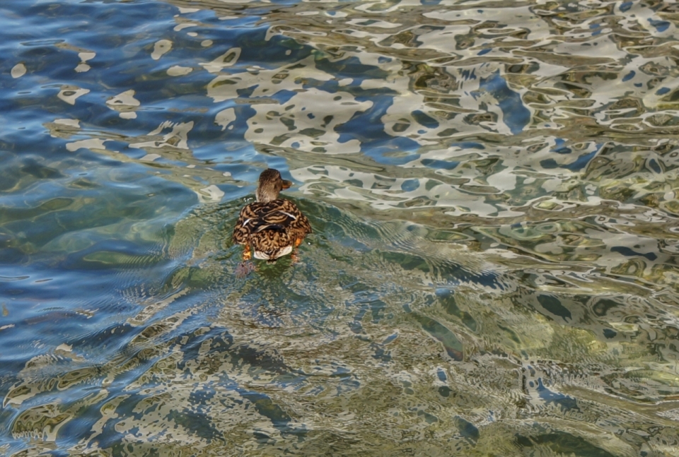 外景摄影_清澈水面上自由游荡的小鸭子