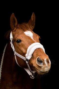 黑色背景棕色马动物肖像写真