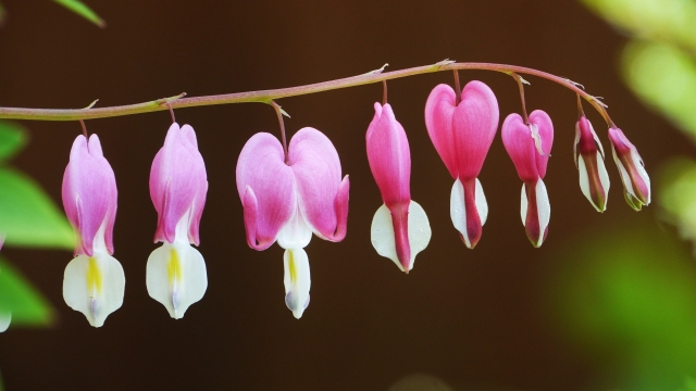 虚化背景户外树木树枝粉色自然花朵