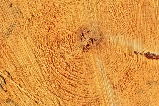 微距摄影_粗糙的树木年轮特写