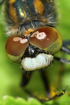 动物野生野外局部高清