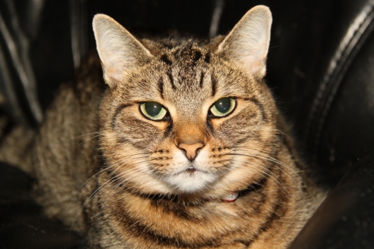 趴在沙发上可爱的虎斑猫