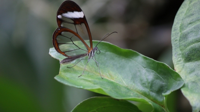 宽纹黑脉绡蝶自然风光优美风景桌面壁纸