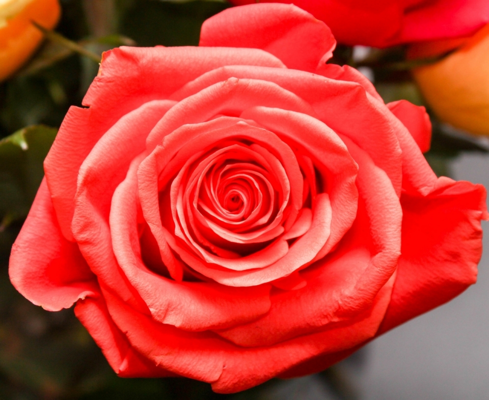虚化背景浪漫红色花朵玫瑰自然植物