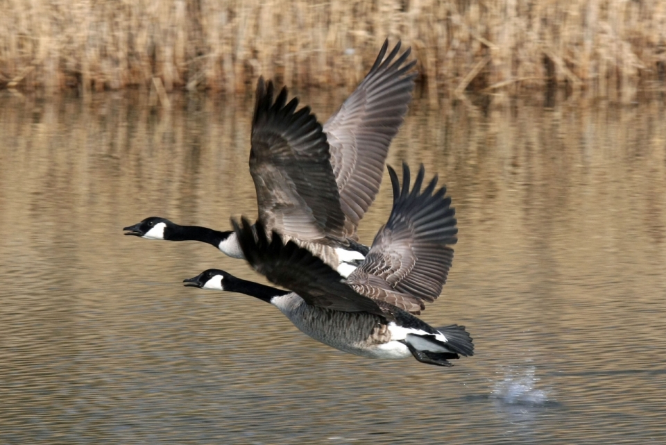芦苇荡河面飞翔黑头雁鸟类动物