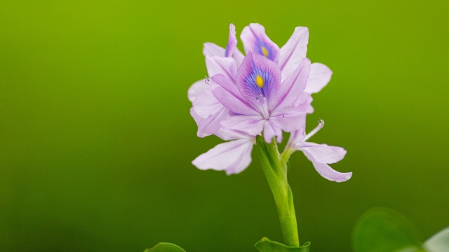 雨久花自然风光优美风景高清桌面壁纸