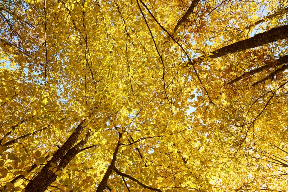 秋天金色树叶银杏树林特写摄影