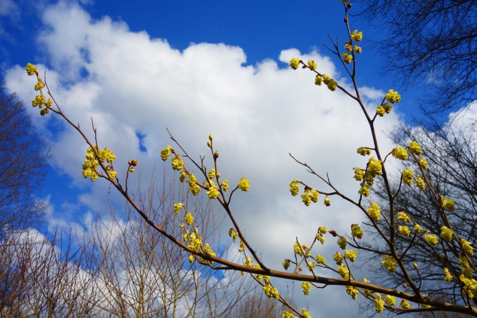 蓝天白云自然树木树枝黄色花朵